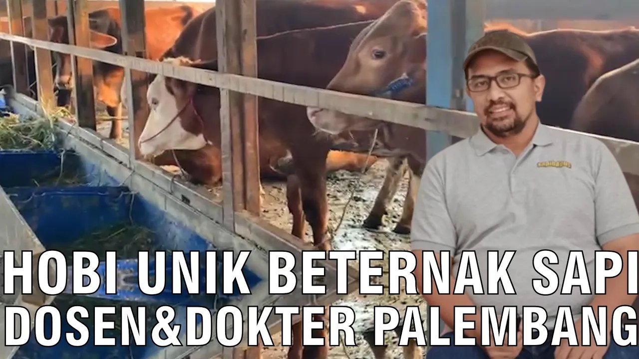 
                                 Hobi-Unik-Beternak-Sapi-Dosen-Dokter-Palembang